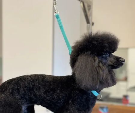 Pet Clips Professional Grooming Salon, LLC