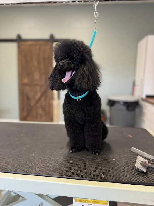 Pet Clips Professional Grooming Salon, LLC Picture 5