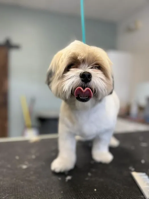 Pet Clips Professional Grooming Salon, LLC Picture 4