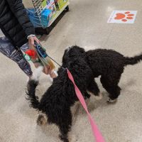 Banfield Pet Hospital ico