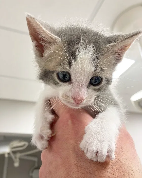 Saint Francis Veterinary Medical Center Picture 5