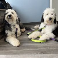 Saint Francis Veterinary Medical Center ico