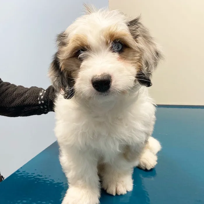 Saint Francis Veterinary Medical Center Picture 6