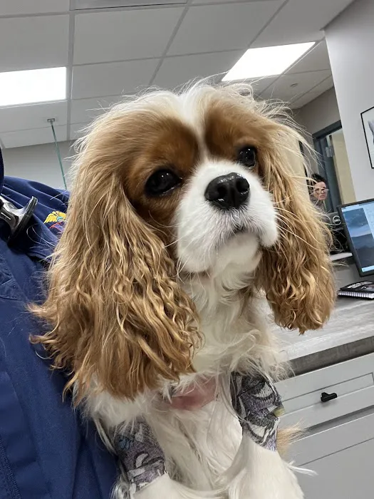 Saint Francis Veterinary Medical Center Picture 7