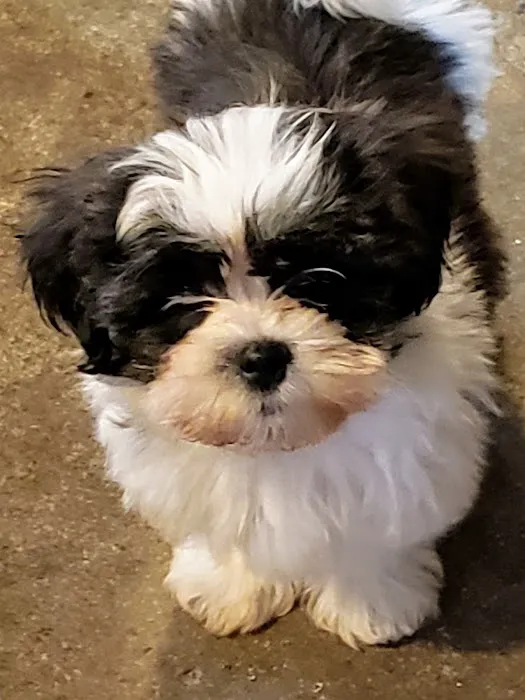 Pets & Fish Picture 6