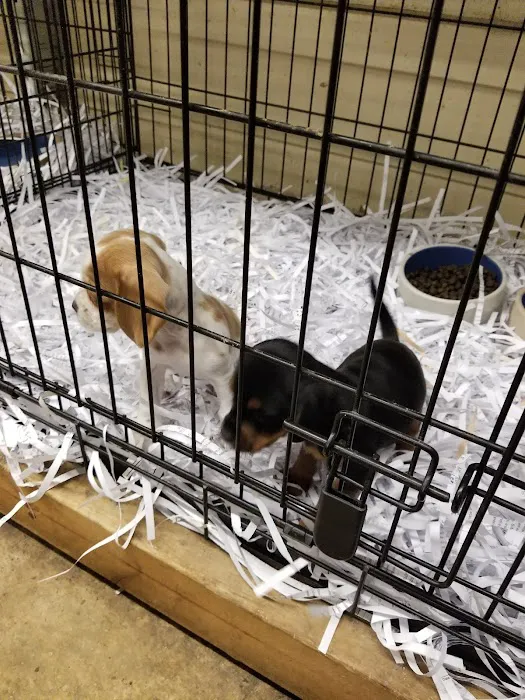 Pets & Fish Picture 7