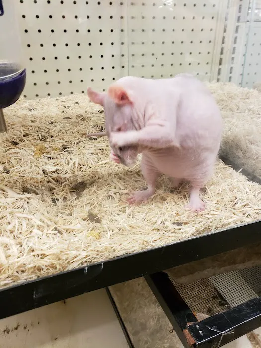 Pets & Fish Picture 9