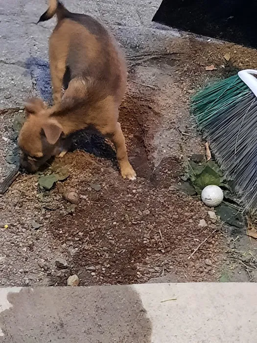 Pets & Fish Picture 8