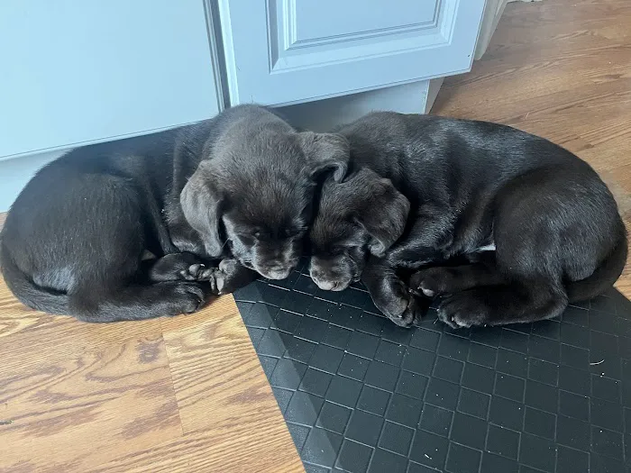 West Caldwell Animal Hospital Picture 3