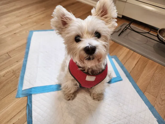 West Caldwell Animal Hospital Picture 8