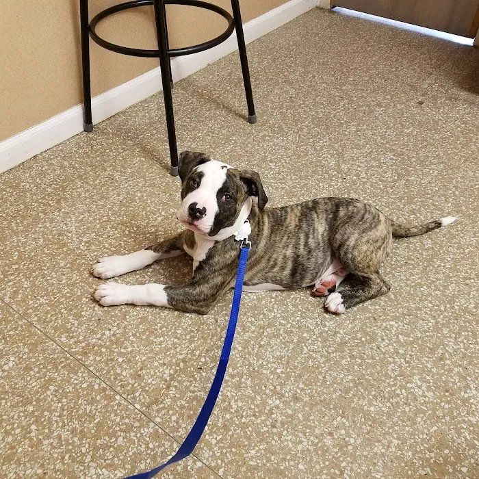 West Caldwell Animal Hospital Picture 7