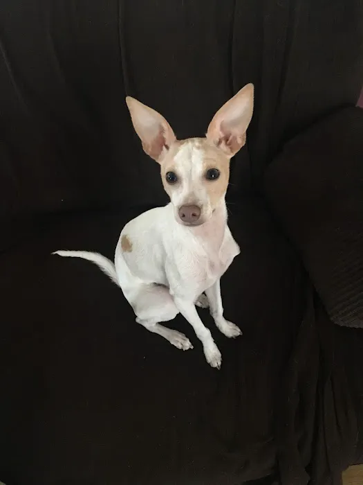 West Caldwell Animal Hospital Picture 10