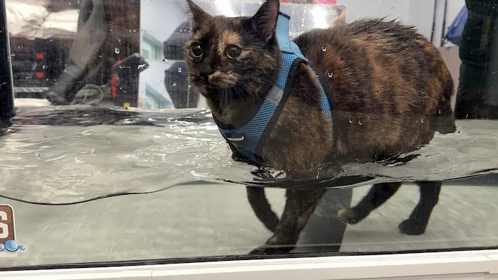 Alpha Animal Rehabilitation and Fitness Picture 2
