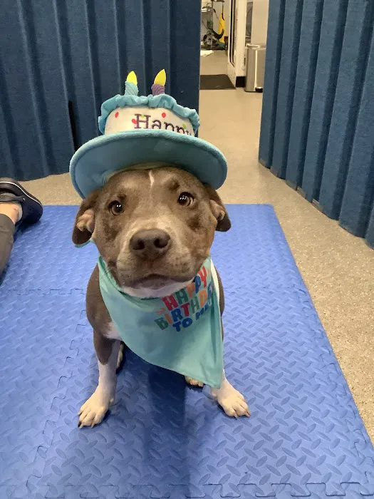 Alpha Animal Rehabilitation and Fitness Picture 3