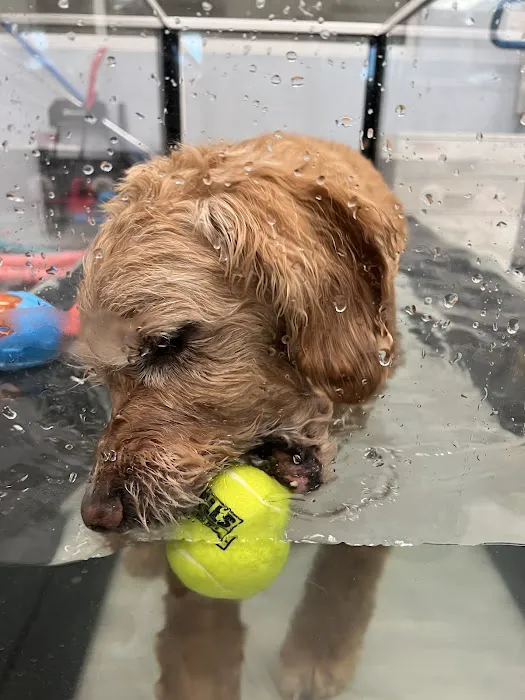 Alpha Animal Rehabilitation and Fitness Picture 5