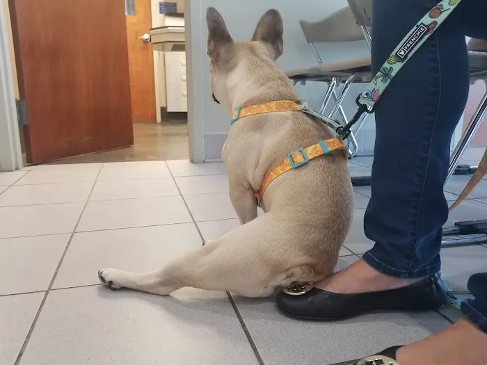 Animal Emergency & Referral Associates Picture 3