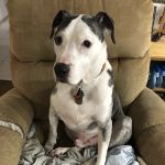 Animal Emergency & Referral Associates