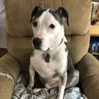 Animal Emergency & Referral Associates ico
