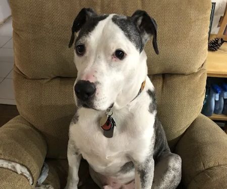 Animal Emergency & Referral Associates