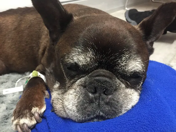 Animal Emergency & Referral Associates Picture 7