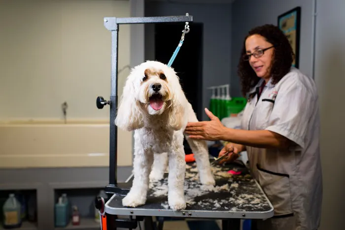 Veterinary Center of Morris County Picture 6