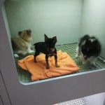 Petland Merrillville
