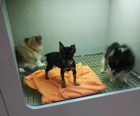 Petland Merrillville