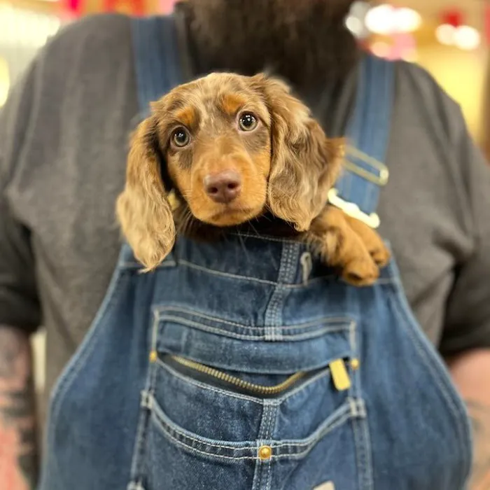 Petland Merrillville Picture 8