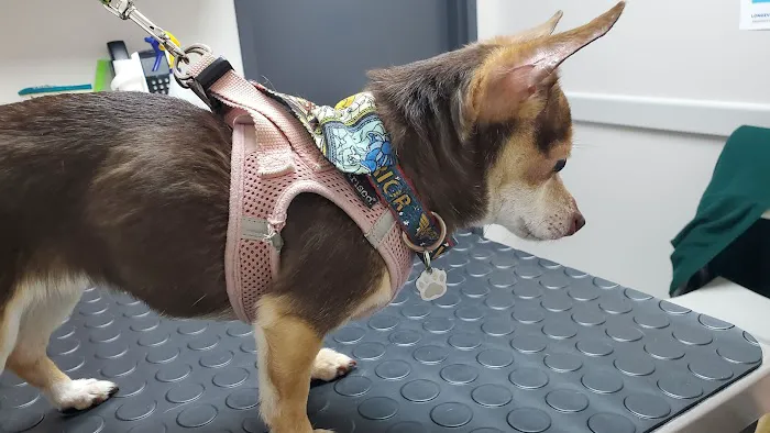 Longevity Veterinary Center Picture 1