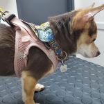 Longevity Veterinary Center