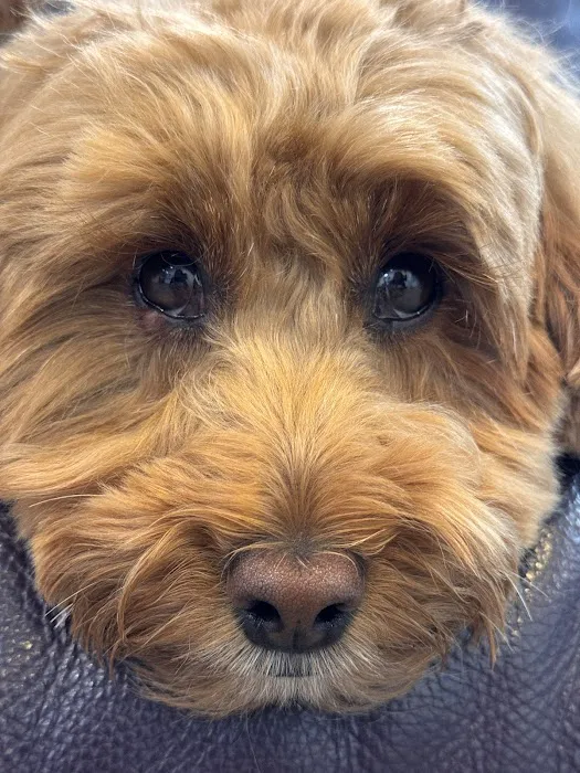 Longevity Veterinary Center Picture 2