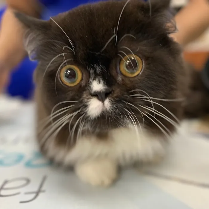 Longevity Veterinary Center Picture 8