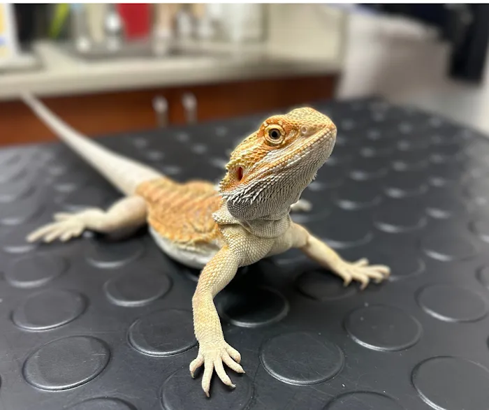 Longevity Veterinary Center Picture 9