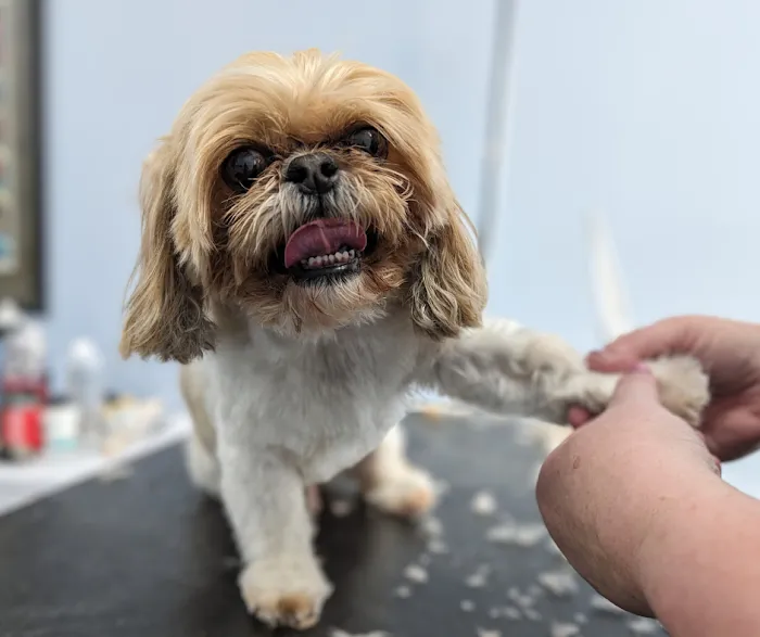 Longevity Veterinary Center Picture 10