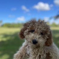 Danny's Family Pets and Accessories ico