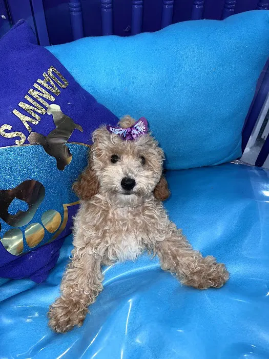 Danny's Family Pets and Accessories Picture 2