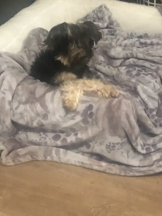 Danny's Family Pets and Accessories Picture 4