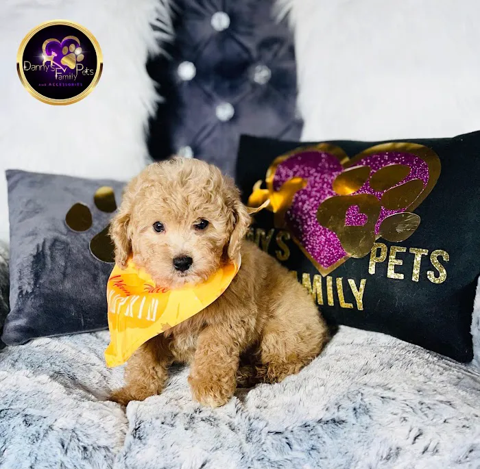 Danny's Family Pets and Accessories Picture 3