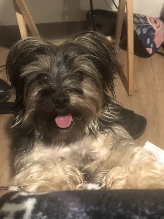 Danny's Family Pets and Accessories Picture 5