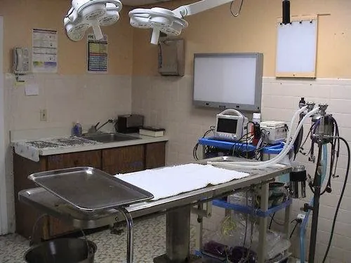 Whippany Veterinary Hospital and Animal Laser Center Picture 1