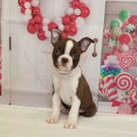 Happiness is Pets ico