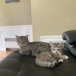 Hoffman Animal Hospital
