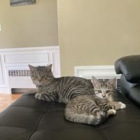 Hoffman Animal Hospital ico