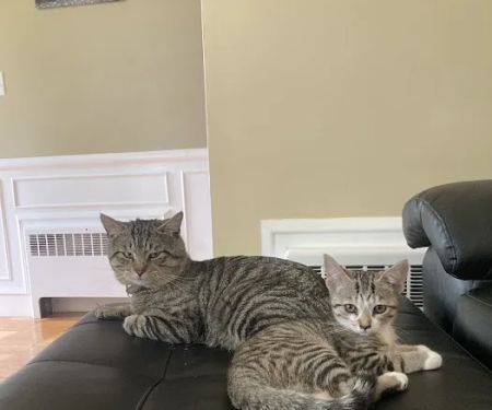 Hoffman Animal Hospital