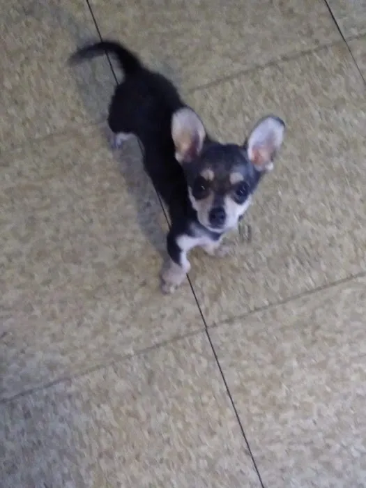 Hoffman Animal Hospital Picture 10