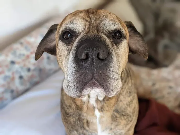 Pets At Peace Vet Care:In-home Euthanasia Picture 4