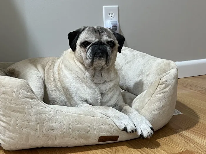 Pets At Peace Vet Care:In-home Euthanasia Picture 2