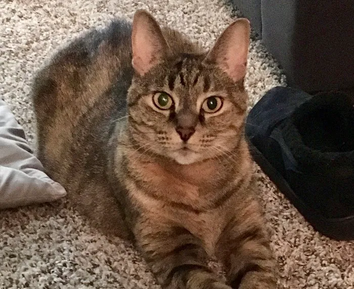 Pets At Peace Vet Care:In-home Euthanasia Picture 1