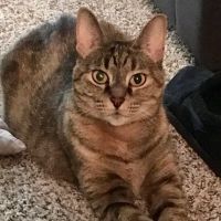 Pets At Peace Vet Care:In-home Euthanasia ico