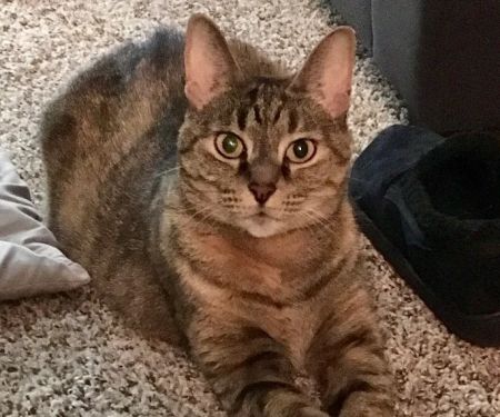 Pets At Peace Vet Care:In-home Euthanasia
